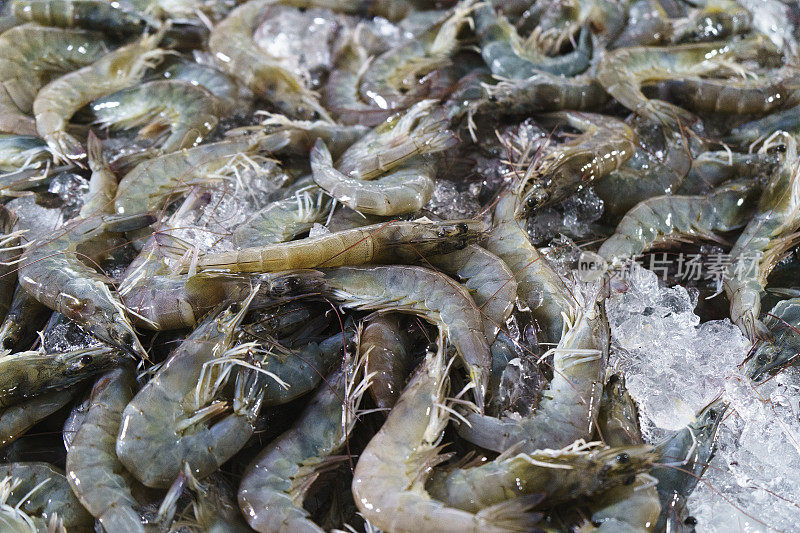 许多新鲜的生虾近距离拍摄，海鲜市场上的虾堆，热带海洋甲壳类，美食健康食品，海洋或海洋动物，虾的图案，虾的质地