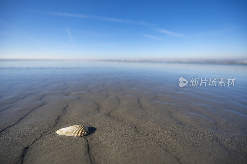 剃刀贝壳在空旷的海滩上，景深有限