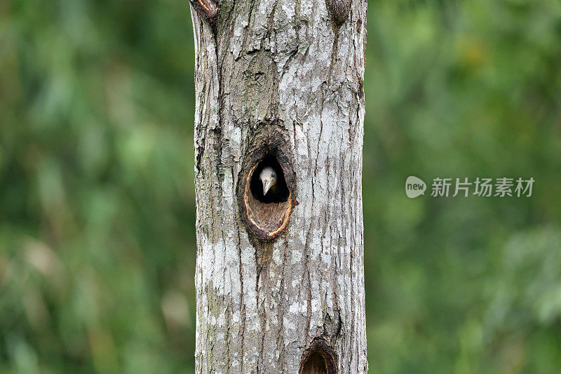 啄木鸟:成年雌性大板状啄木鸟(Mulleripicus粉羽)。