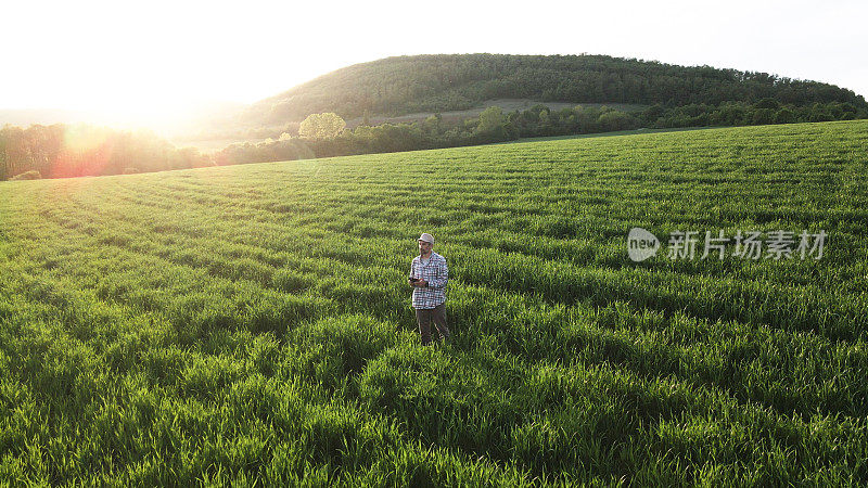 农民在春天日落时用无人机检查小麦作物的鸟瞰图。