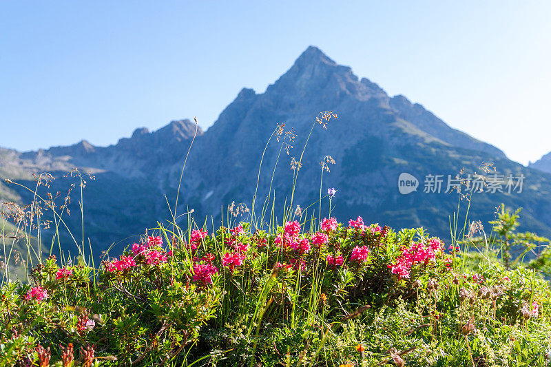 “Hochvogel”山，Allgäu阿尔卑斯山，巴伐利亚，德国