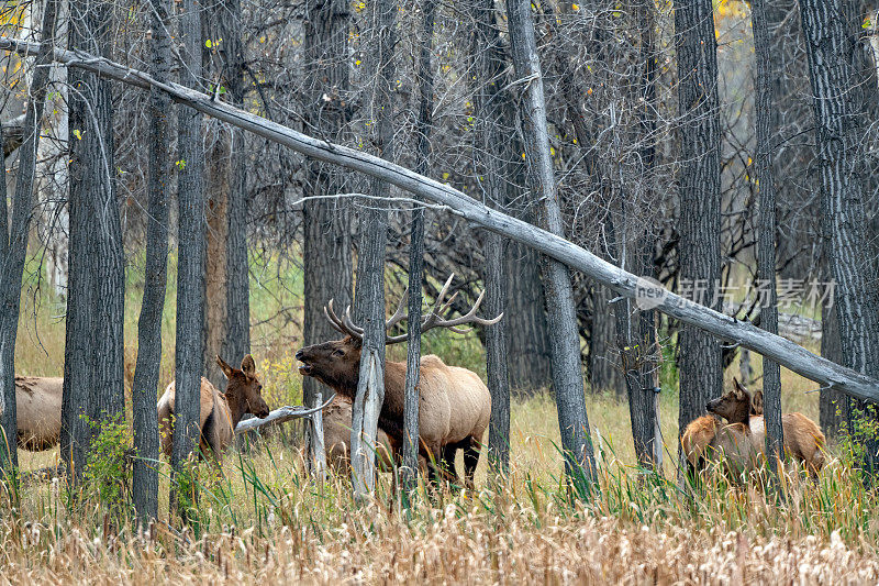美国西北部的查尔斯·拉塞尔野生动物保护区，蒙大拿公麋鹿正在放牧麋鹿