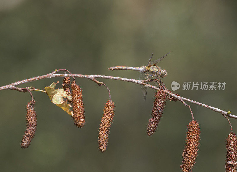 普通蜻蜓