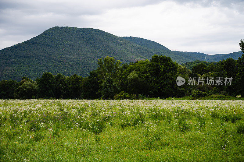 斯洛伐克草地