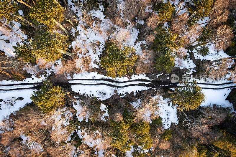 穿越巴塔哥尼亚阿劳卡利亚森林的雪道