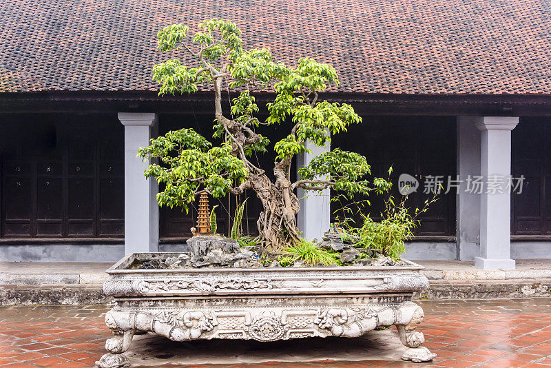 越南河内文庙花园里的一棵非常古老的盆景树