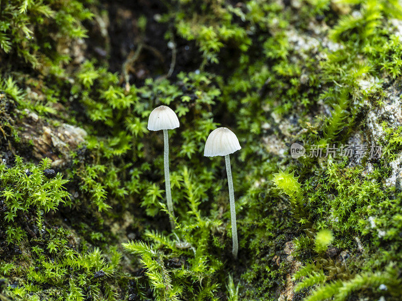 森林里的野蘑菇