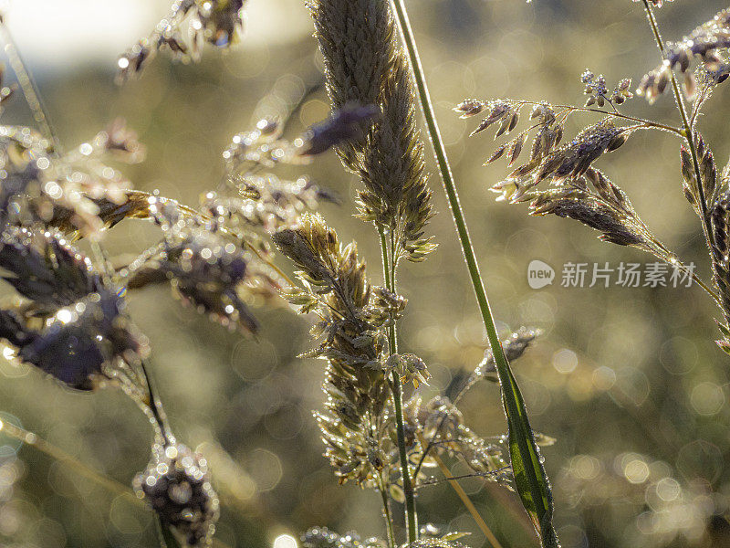 抽象褐草背景