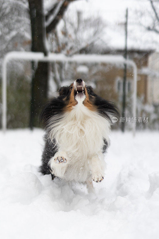 设得兰牧羊犬在雪地里玩耍