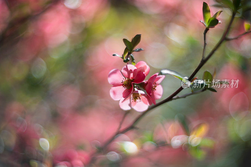 春天，粉红色的日本榅桲花。模糊效果和浅景深与复古镜头