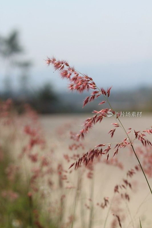 野生芦苇