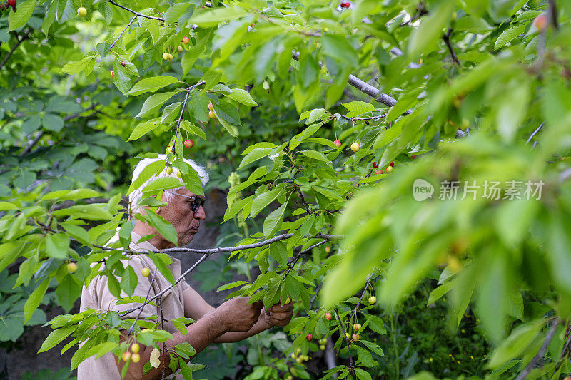 老人从果树上摘樱桃的偷拍照片