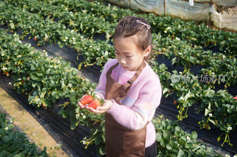 小女孩手里拿着草莓