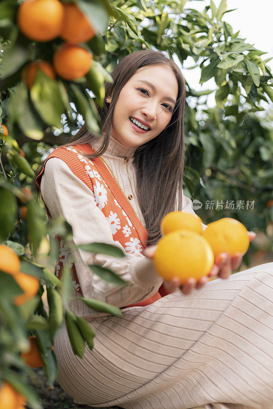 清新无忧的旅行者亚洲美女女享受有橘子田花园，韩国济州岛