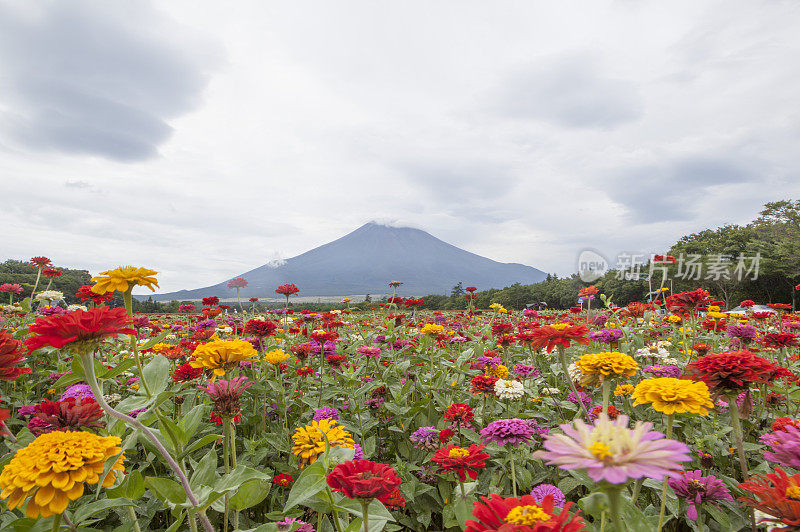 富士山,静冈县,花卉,日本,亚洲,