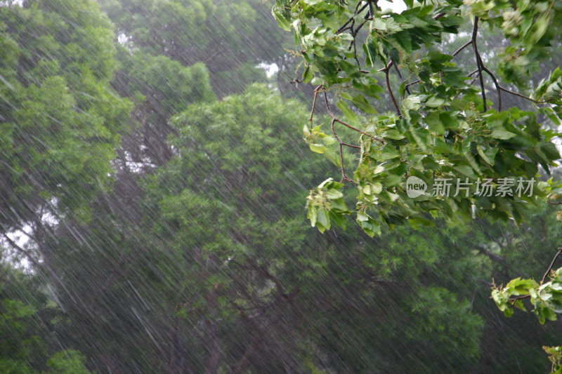 大雨(特写)