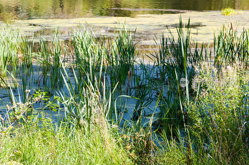 池塘里长满了黏液和浮萍的芦苇