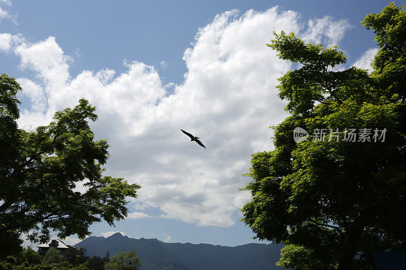 春天，日本山梨县上空的鸟
