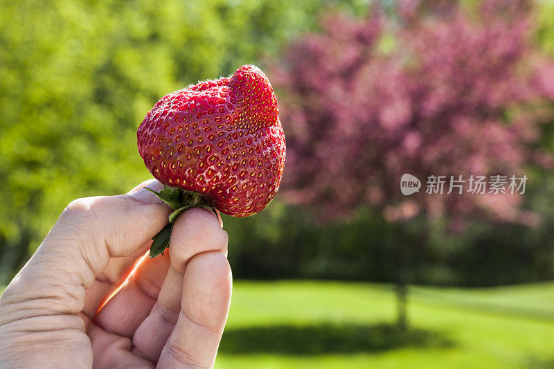 手工采摘的花园新鲜草莓