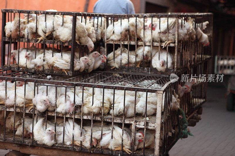 摩洛哥马拉喀什的鸡肉集市