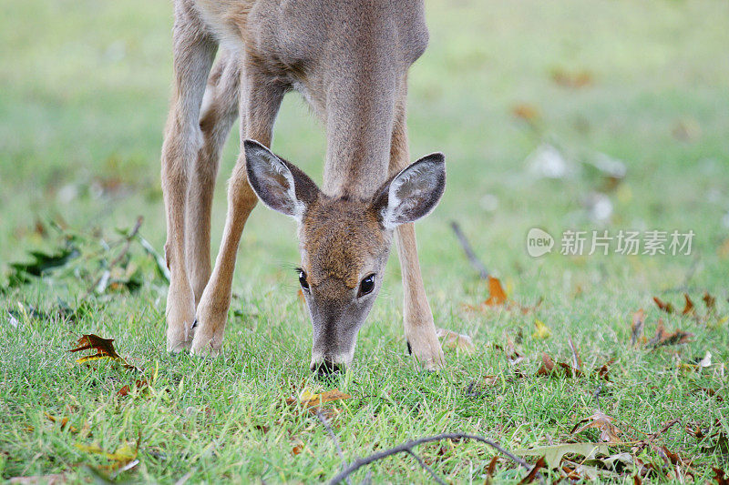 小心翼翼的小鹿在秋天觅食