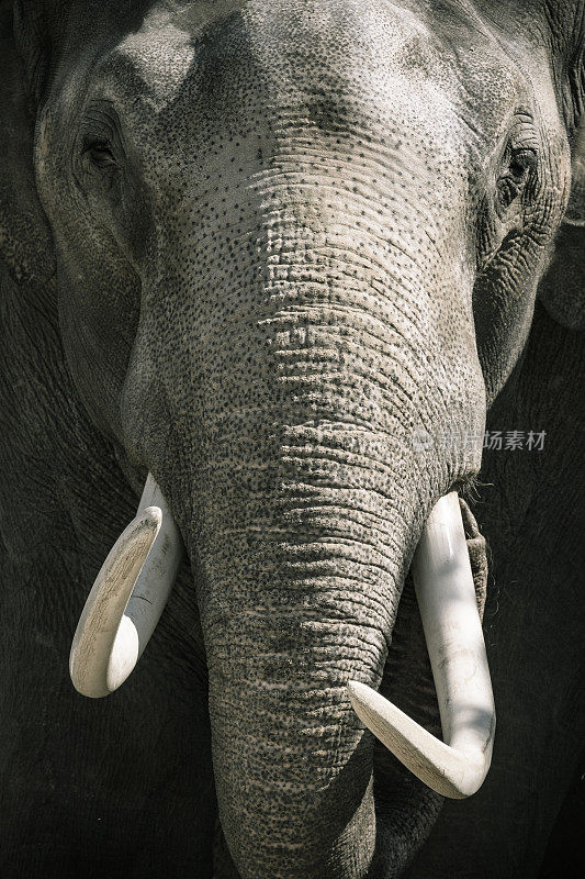 象牙直视摄像机的大象