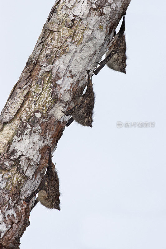 一排长鼻蝙蝠秘鲁亚马逊河雨林