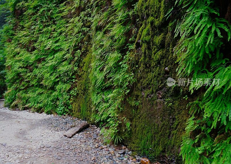 蕨类植物峡谷苔藓