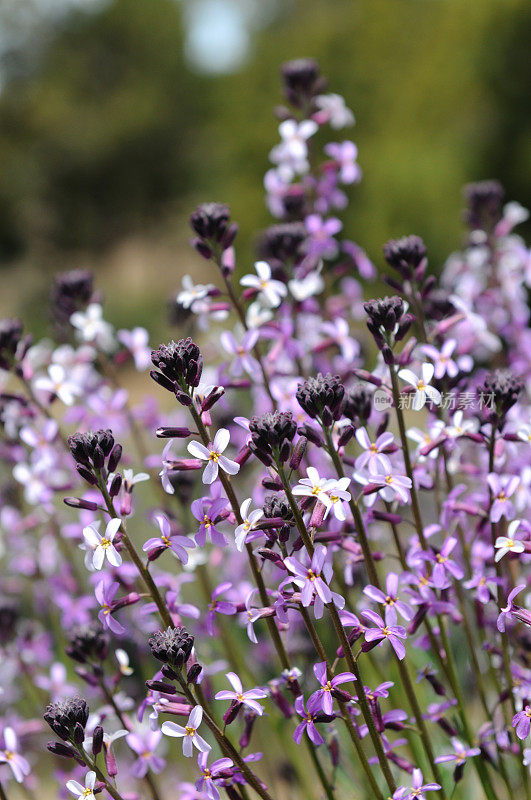 墙花?Teide (Erysimum scoparium)