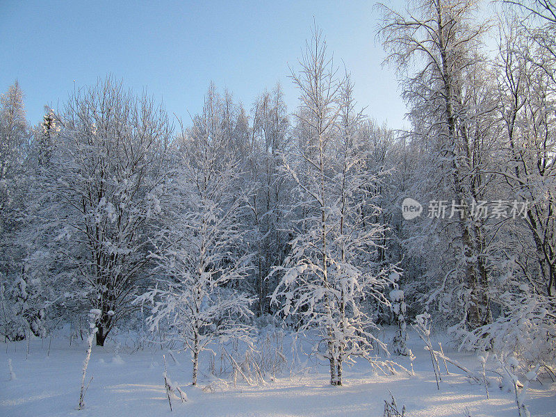 雪树