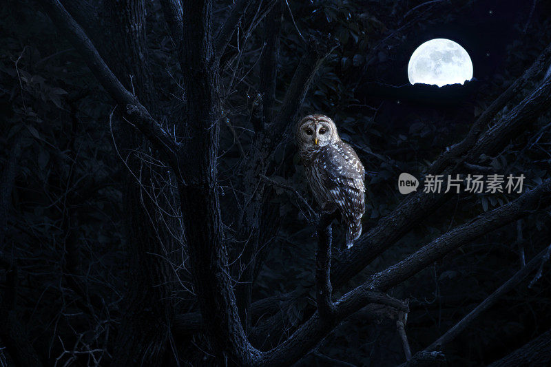条纹猫头鹰静静地坐着，被明亮的满月升起照亮