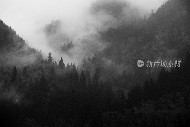 雾在森林