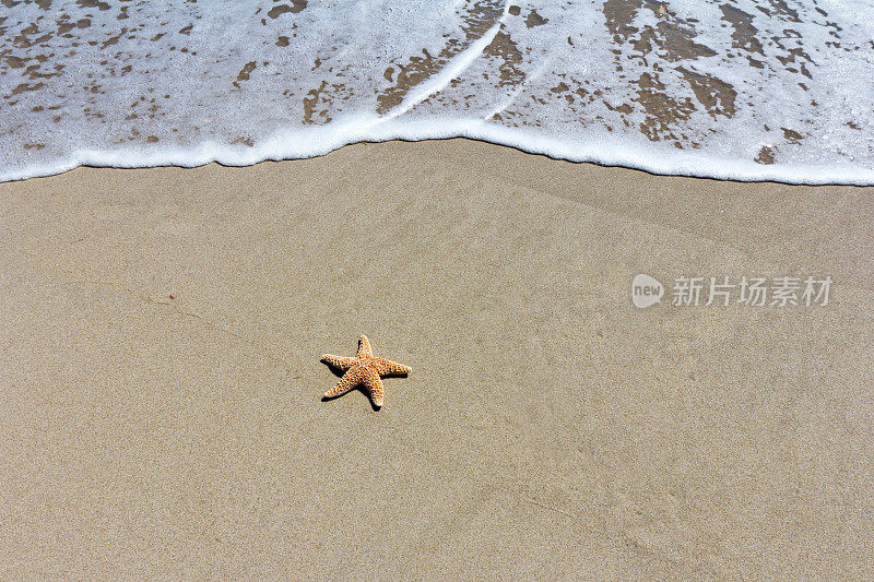 海星和接近的海浪