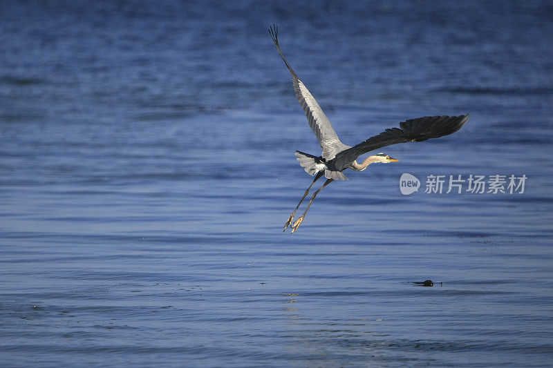 海面上的海鸥