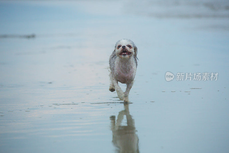 狗在海滩