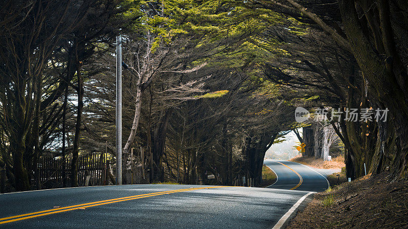 风景树隧道路