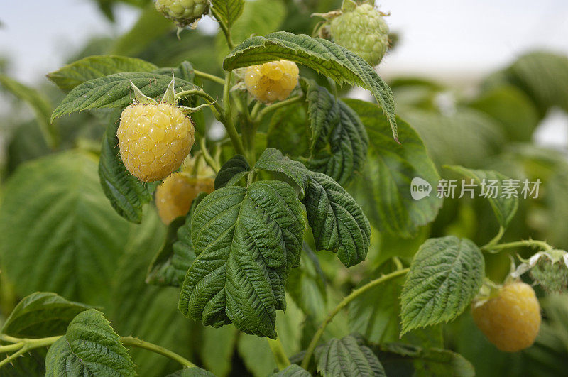 金色树莓在藤上成熟的特写