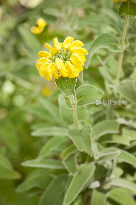 耶路撒冷鼠尾草花