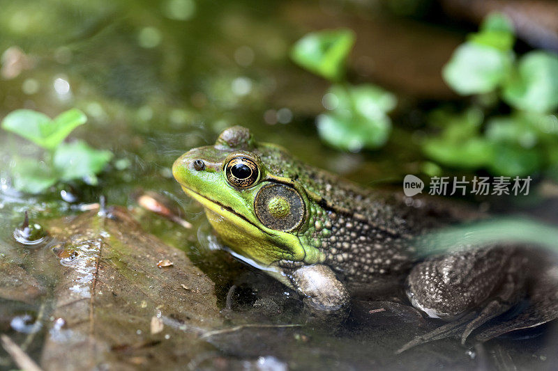 青蛙在池塘里