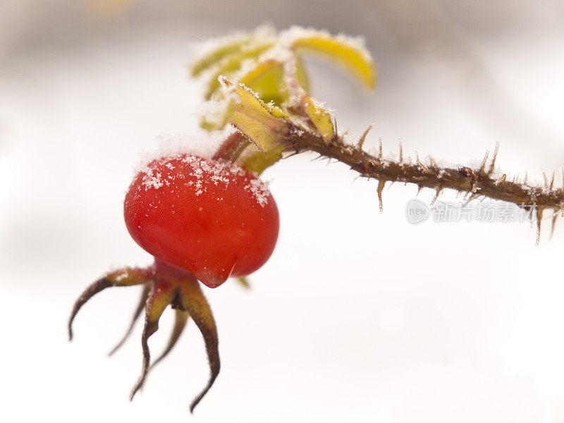 玫瑰果在小雪下