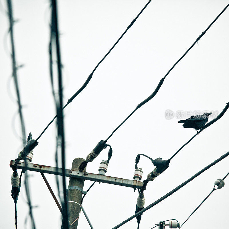 乌鸦栖息在一根电线上