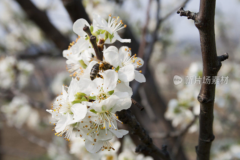 蜜蜂在樱花上