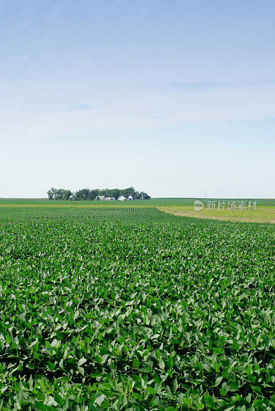 爱荷华州的大豆领域
