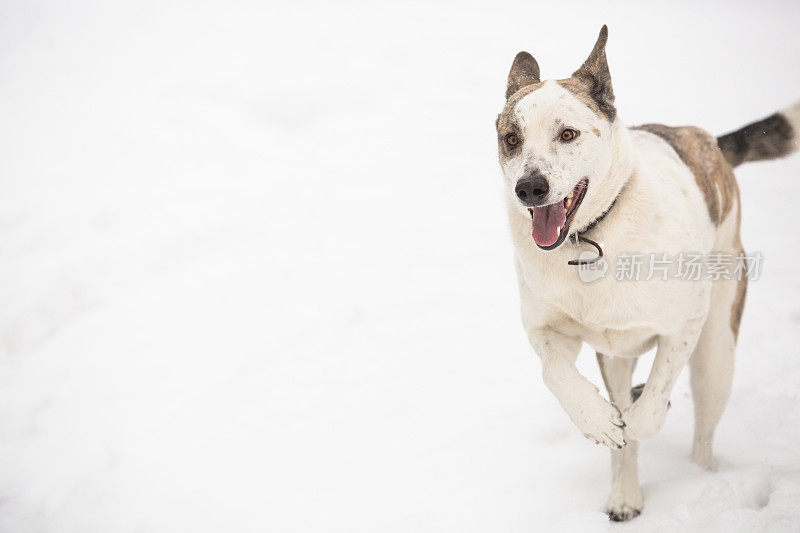 快乐的狗在雪中奔跑