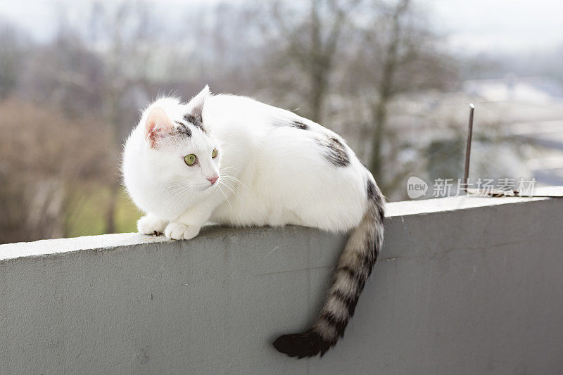 一只白猫坐在墙上
