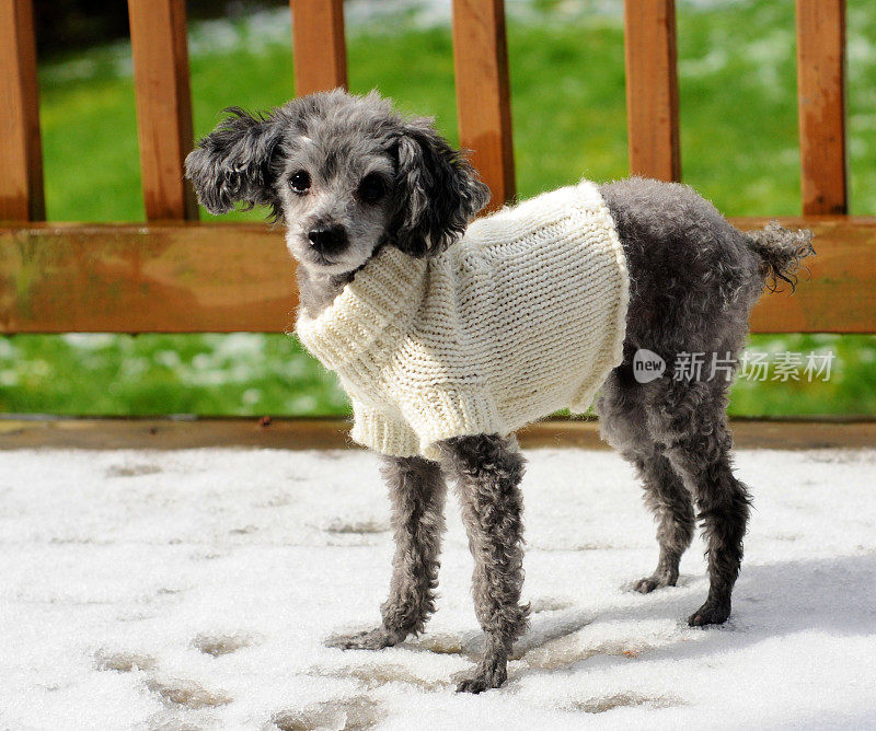 雪地里穿着毛衣的玩具贵宾犬