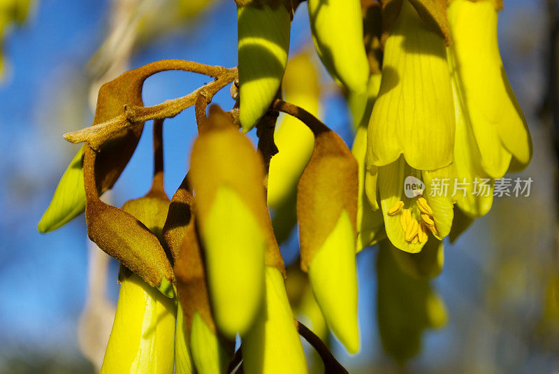 四翅槐树开花,春天