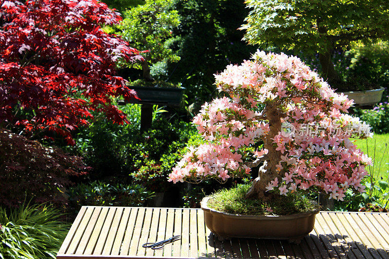 日本花园中盛开的五月杜鹃花盆景