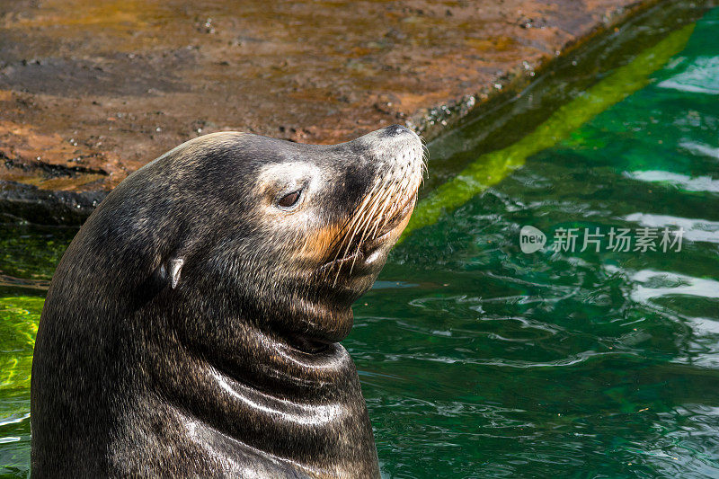 海狮的肖像