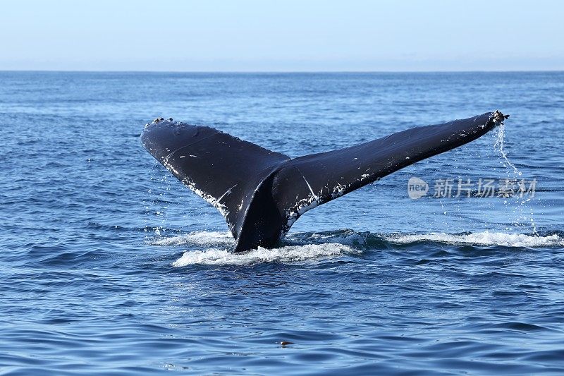 座头鲸的尾巴